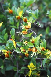 Fruit-bearing Yellow Gardenia Leaves And Fruits Bright Under Sunlight