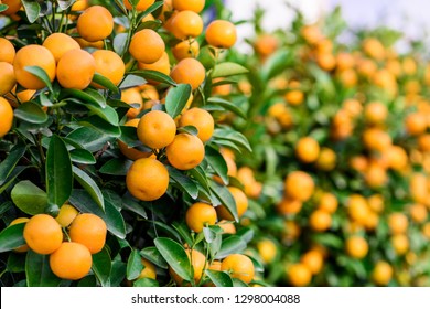 fruitful potting Mandarin oranges, which used as a ornamental plant during  Spring Festival (Chinese new year), is regarded as a symbol of "prosperous"  and "festive". - Shutterstock ID 1298004088