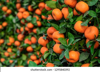 fruitful red Mandarin oranges, which used as a ornamental plant during  Spring Festival (Chinese new year), is regarded as a symbol of "prosperous"  and "festive". - Shutterstock ID 1295840392
