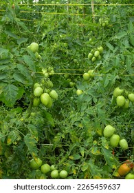 Fruitful tomato plants in the garden. - Shutterstock ID 2265459637