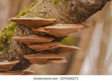 Fruiting bodies of saprophytic fungi of the genus Fomitopsis on a dry tree trunk.Woody mushrooms, "hubs", with a reticulated hymenophore that disseminates spores. In the forest in winter. - Powered by Shutterstock