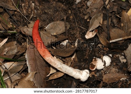Fruiting body and egg of the red and white Mutinus caninus species (Kitsunenorosoku. stinkhorns. Fungus, Mycology ecology macro photo. Japan)