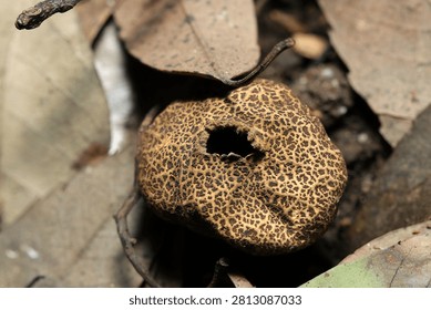 Fruiting body of a split Scleroderma (false earthstar. Niseshoro) mushroom dispersing gray spores (Fungus, Mycology ecology macro photo. Japan)