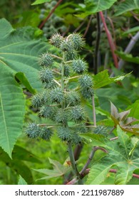 A Fruiting Castor Bean Plant.