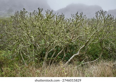 Fruiting fig tree branches densely covered with Usnea beard lichen in the humid Anaga mountains of Tenerife, with lush green understorey vegetation and a rural house visible in the misty background