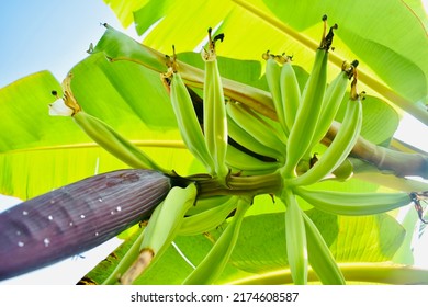 Fruiting Plantain Tree On Sunny Day