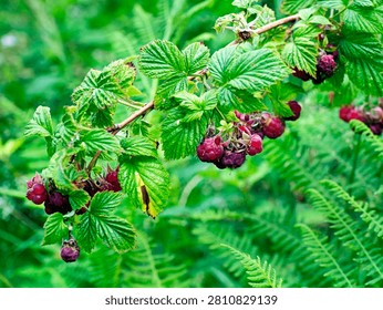 A fruiting raspberry, also known as the wild raspberry (Rubus idaeus), at the edge of a forest.
The raspberry (Rubus idaeus) has fruit that isn't very large, but its aroma and flavor are irreplaceable.