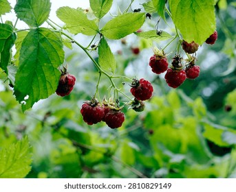 A fruiting raspberry, also known as the wild raspberry (Rubus idaeus), at the edge of a forest.
The raspberry (Rubus idaeus) has fruit that isn't very large, but its aroma and flavor are irreplaceable.
