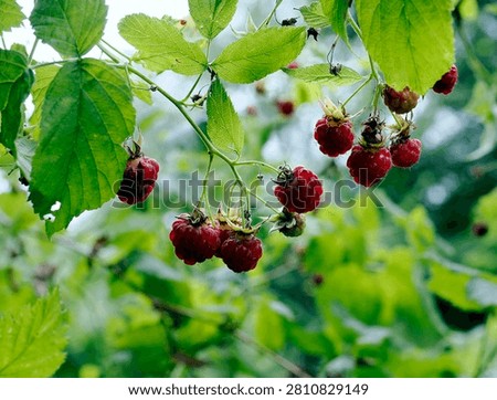 A fruiting raspberry, also known as the wild raspberry (Rubus idaeus), at the edge of a forest.
The raspberry (Rubus idaeus) has fruit that isn't very large, but its aroma and flavor are irreplaceable.