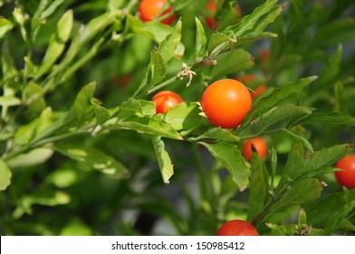 Madeira Winter Cherry High Res Stock Images Shutterstock