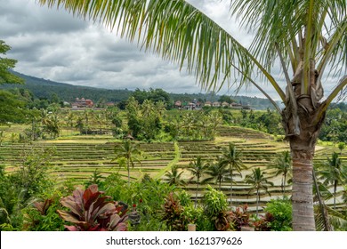 Fruitless coconut trees with a beautiful rice field background in Jatiluwih Bali