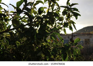 fruitless lemon tree in autumn 
