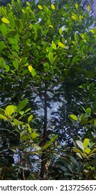 A fruitless medium sized jackfruit tree