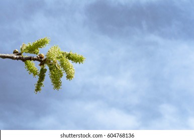 Fruitless mulberry tree Blooming with cloudy sky background.