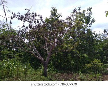 a fruitless fruitless tree of kedondong