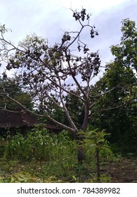 a fruitless fruitless tree of kedondong