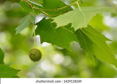 Fruits Of American Sycamore (Platanus Occidentalis9