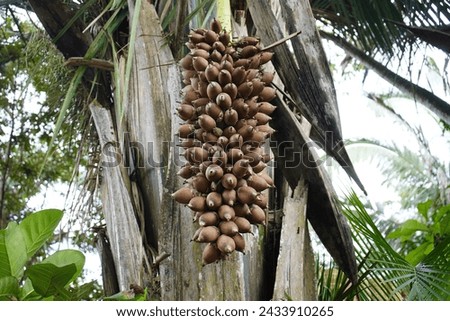 Fruits of Attalea speciosa (babassu, babassu palm, babaçu, cusi) Arecaceae family. Sitio do Bosco Tiangua, Ceará, Brazil.