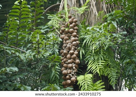 Fruits of Attalea speciosa (babassu, babassu palm, babaçu, cusi) Arecaceae family. Sitio do Bosco Tiangua, Ceará, Brazil.
