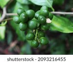 Fruits in the back yard