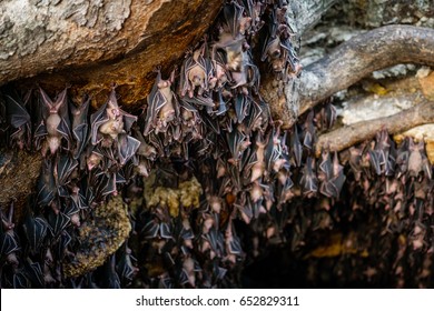 Bat Cave Images Stock Photos Vectors Shutterstock Images, Photos, Reviews
