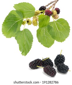 Fruits Of Black Mulberry (Morus Nigra L.). 