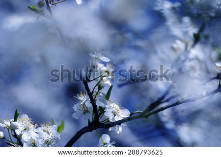 Similar – Image, Stock Photo When cherries dance.