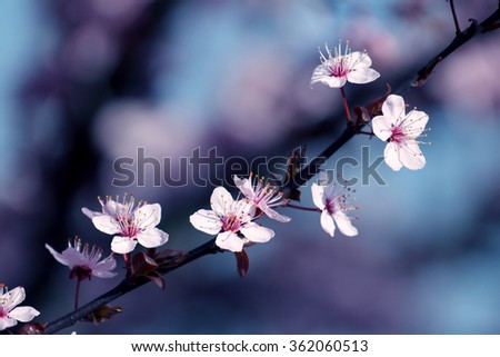 Similar – Japanese Spring Blossom