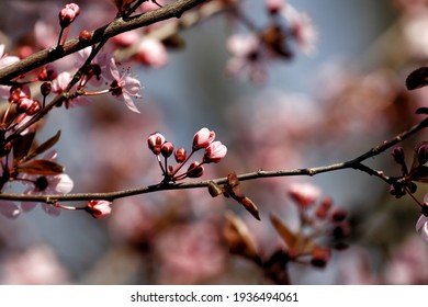 The fruits blossom in spring. - Shutterstock ID 1936494061