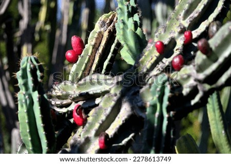 Fruits of a cactus. A cactus in a tropical environment.