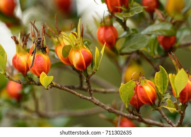 Fruits Of Cape Jasmine On The Tree