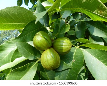 Fruits of the Carya ovata, the shagbark hickory, is a common hickory in the Eastern United States and Southeast Canada. Juglandaceae family
