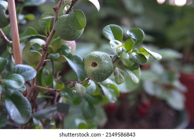 Fruits of Chaenomeles japonica, called the Japanese quince or Maule's quince, native to Japan, ornamental plant with edible fruits