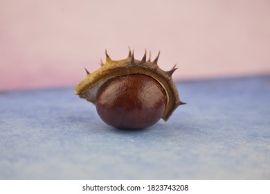 The Fruits Of The Chestnut Tree Of The Beech Family On A Pink-blue Background