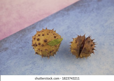 The Fruits Of The Chestnut Tree Of The Beech Family On A Pink-blue Background