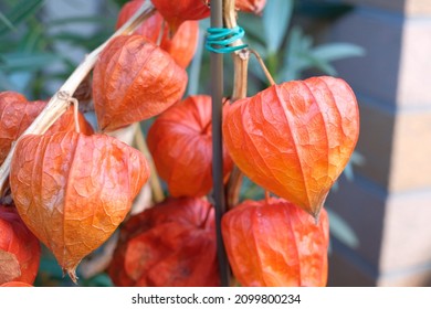 Fruits Of Chinese Lantern Plant