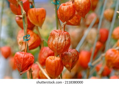 Fruits Of Chinese Lantern Plant	
