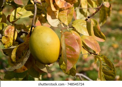 Fruits Of Chinese Quince