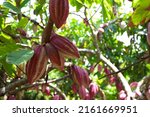 Fruits of cocoa tree, Cuba