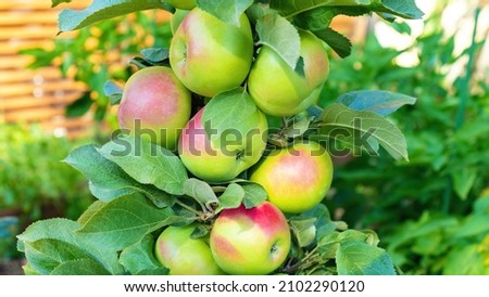 Fruits of a columnar apple tree close-up. Ripe apples grow densely on the single trunk of the hybrid columnar apple tree. Rich apple harvest.