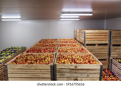 Fruits In Crates Ready For Shipping. Cold Storage Interior.