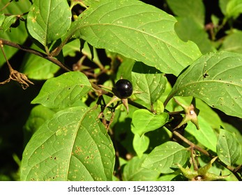 Fruits Deadly Nightshade Atropa Belladonna Stock Photo 1541230313 ...