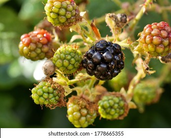 Fruits Of The Dewberries.The Dewberries Are A Group Of Species In The Genus Rubus, Section Rubus, Closely Related To The Blackberries. They Are Small Trailing  Brambles With Aggregate Fruits.