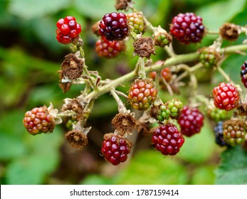 Fruits Of The Dewberries.The Dewberries Are A Group Of Species In The Genus Rubus, Section Rubus, Closely Related To The Blackberries. They Are Small Trailing Brambles With Aggregate Fruits.