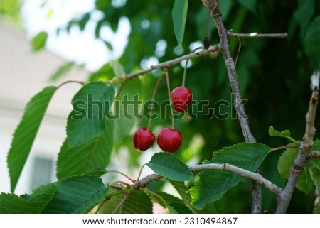 The fruits of the dwarf self-fruiting sweet cherry tree, Prunus avium 'Kordia', ripen in June. Prunus avium, wild-, sweet-, gean-, or bird cherry is a species of cherry, a flowering plant. Berlin