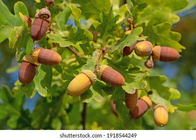 36,361 Oak fruit Images, Stock Photos & Vectors | Shutterstock