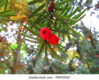 Fruits Of English Yew, Taxus Baccata,