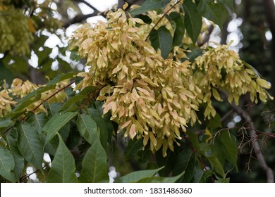 Fruits Of A European Ash Tree, Fraxinus Excelsior