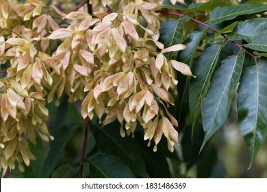 Fruits Of A European Ash Tree, Fraxinus Excelsior