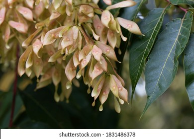 Fruits Of A European Ash Tree, Fraxinus Excelsior